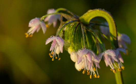 Morning Dew on Allium-8x12 print