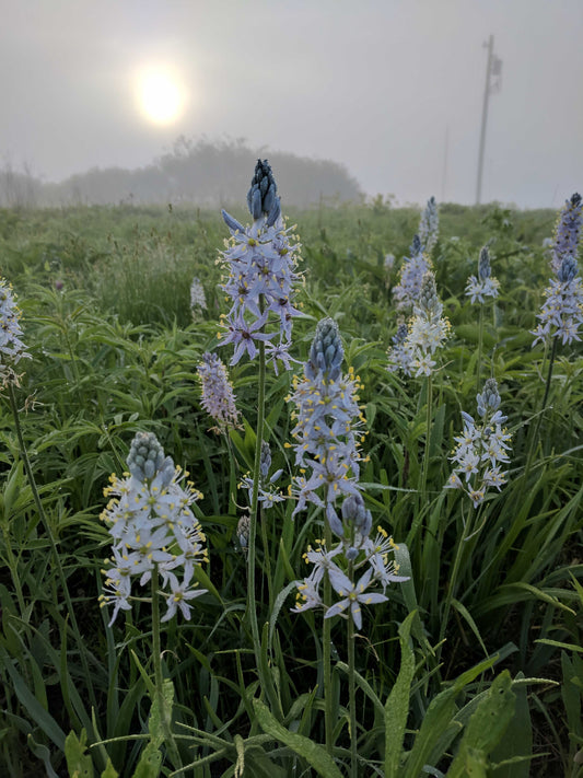 Wild Hyacinth in Full Bloom-8x12 print