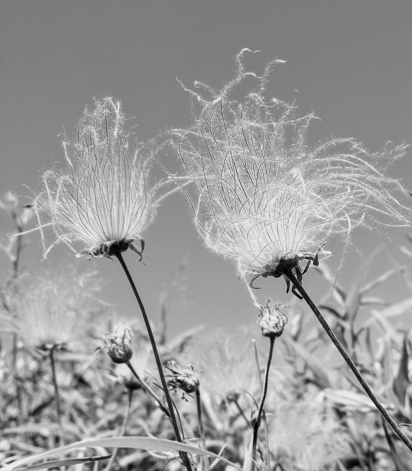 Prairie Smoke Blowin' in the Wind-8x9 canvas