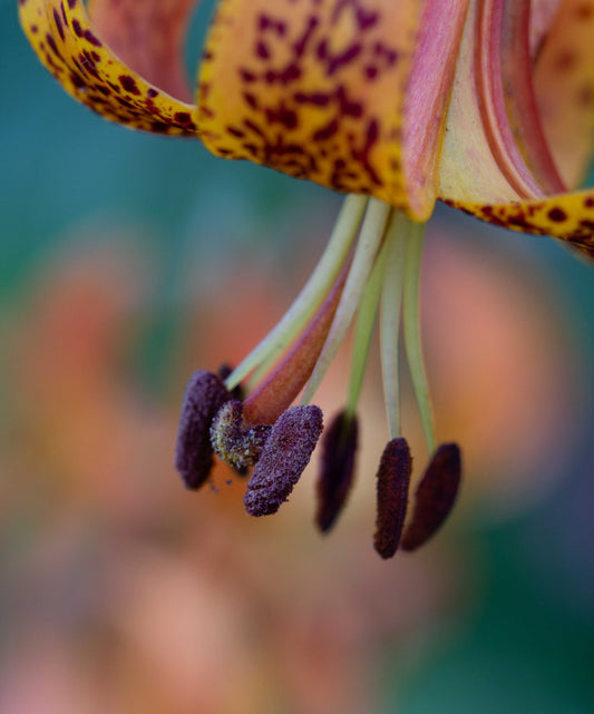 Michigan Lily Close Up and Personal-8x12 print