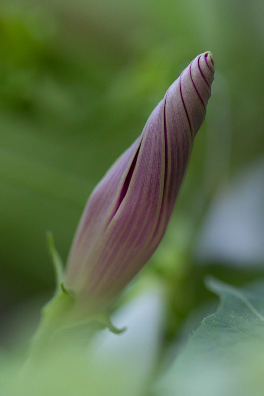 Morning Glory Ready to Bloom-8x12 print