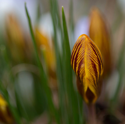 Tiger Striped Crocus-8x10 print