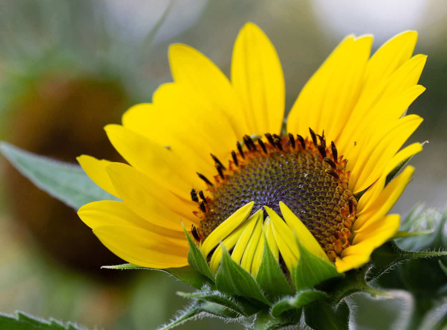 Kiss of a Sunflower!-8x12 print