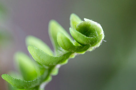 The Unfurling - 8x12 canvas