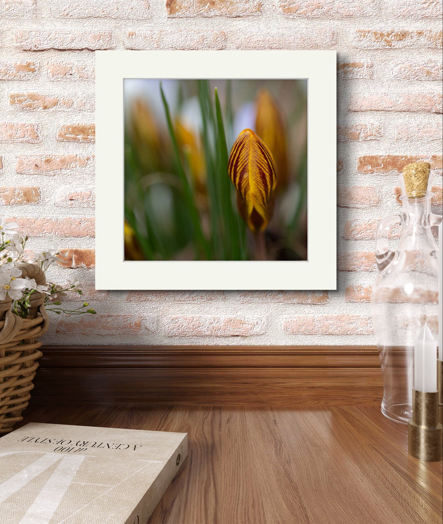 Tiger Striped Crocus-8x10 print