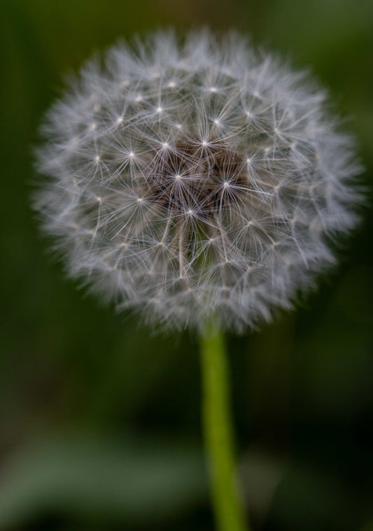 Make a Wish!-8x12 print