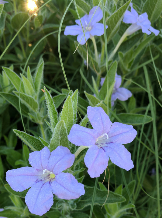 Wild Petunia at Sunrise-18x24 canvas