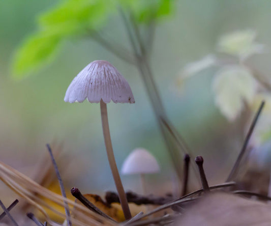 Teeny tiny mushroom-8x10 print