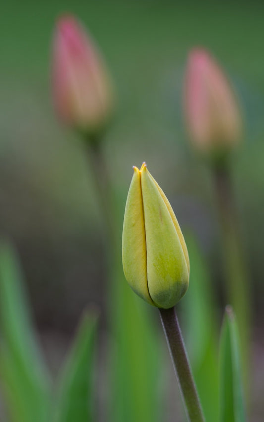 Yellow and pink tulips - 11x14 print - Susan Booker Photography