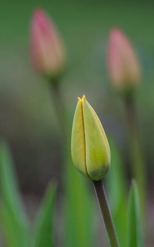 Yellow and Pink Tulips-21x34 canvas